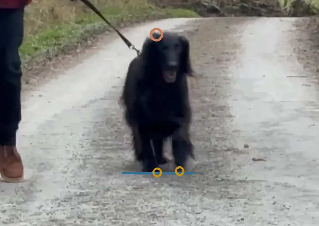 A dog trotting toward the camera with measurement markers over her head, paws and the ground line